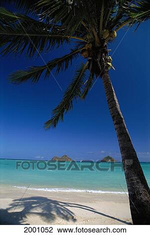 Hawaii, Oahu, Lanikai Beach Palm And Shadow Shoreline With Turquoise Ocean Mokulua Islands Distant Background Blue Sky Boat Between Along Horizon View Large Photo Image Stock Image - Hawaii, Oahu, Lanikai Beach Palm And Shadow Shoreline With Turquoise Ocean Mokulua Islands Distant Background Blue Sky Boat Between Along Horizon. Fotosearch