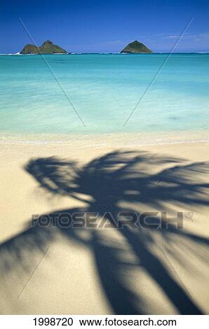 Hawaii, Oahu, Lanikai Beach, Turquoise Ocean, Mokulua Islands, Shadow Of Palm B1489 View Large Photo Image Stock Image - Hawaii, Oahu, Lanikai Beach, Turquoise Ocean, Mokulua Islands, Shadow Of Palm B1489. Fotosearch