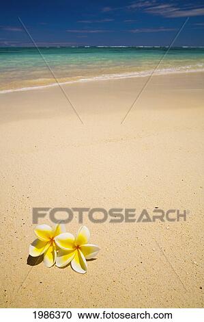 Stock Image - Hawaii, Oahu, Lanikai Beach, Two Plumerias Resting On The Sand Of A Gorgeous Tropical Beach.. Fotosearch