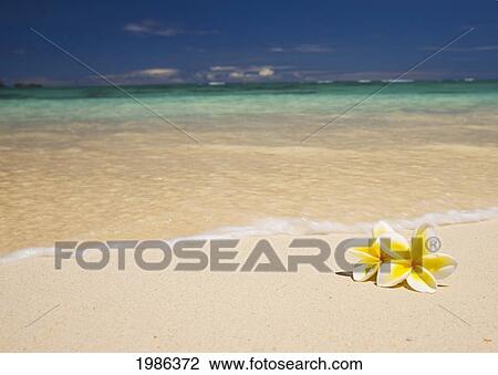 Hawaii, Oahu, Lanikai Beach, Two Plumerias Resting On The Sand Of A Gorgeous Tropical Beach. View Large Photo Image Stock Image - Hawaii, Oahu, Lanikai Beach, Two Plumerias Resting On The Sand Of A Gorgeous Tropical Beach.. Fotosearch