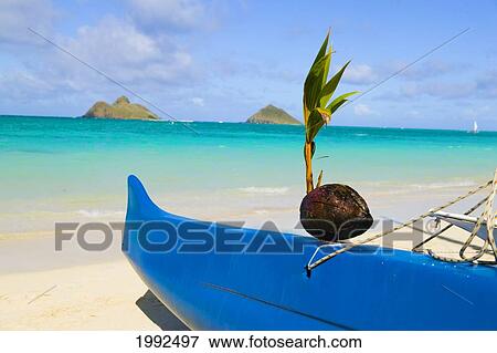 Stock Photo - Hawaii, Oahu, Lanikai, Canoe On Beach With Coconut On Bow. Fotosearch