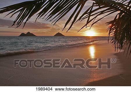 Picture - Hawaii, Oahu, Lanikai, Early Morning With The Mokolua Islands In The Distance And A Palm Frond In The Foreground.. Fotosearch