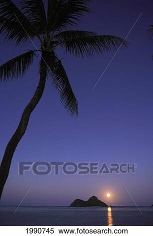 Stock Photography - Hawaii, Oahu, Lanikai, Full Moon Rising Over One Of The Mokulua Islands With A Palm Tree In The Foreground. Fotosearch