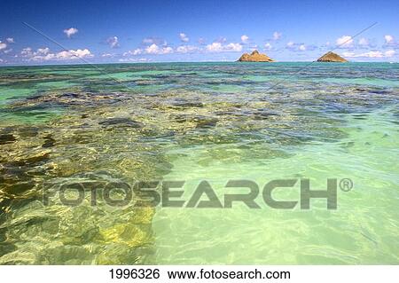 Hawaii, Oahu, Lanikai, Mokulua Islands, Coral Head View Large Photo Image Stock Photograph - Hawaii, Oahu, Lanikai, Mokulua Islands, Coral Head. Fotosearch