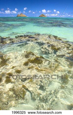 Stock Photography - Hawaii, Oahu, Lanikai, Mokulua Islands, Coral Head. Fotosearch