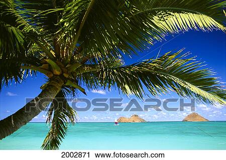 Stock Image - Hawaii, Oahu, Lanikai, Palm Tree Foreground, With Mokulua Islands Background, Sailboat In Turquoise Waters.. Fotosearch
