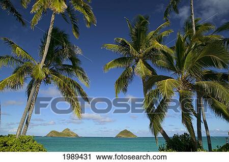 Stock Image - Hawaii, Oahu, Lanikai, Palm Trees Frame Turquoise Ocean And Mokulua Islands.. Fotosearch