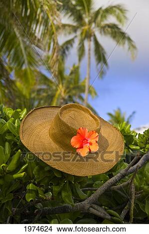Picture - Hawaii, Oahu, Lanikai, Still Life Of Straw Hat With Hibiscus.. Fotosearch
