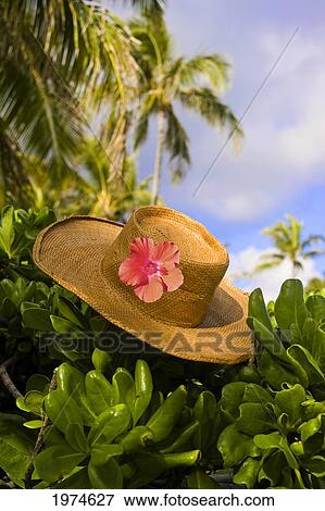 Stock Photo - Hawaii, Oahu, Lanikai, Still Life Of Straw Hat With Hibiscus.. Fotosearch