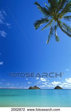 Stock Image - Hawaii, Oahu, Lanikai, Turquoise Waters Out To Mokulua Islands, Blue Sky With Palm Tree. Fotosearch