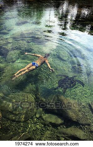Picture - Hawaii, Oahu, Man And Hawaiian Sea Turtle Swimming Side By Side In The Ocean Reef, View From Above.. Fotosearch