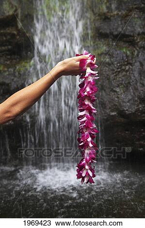 Hawaii, Oahu, Manoa Falls, Shot Of A Womans Hands Holding An Orchid Lei. View Large Photo Image Stock Image - Hawaii, Oahu, Manoa Falls, Shot Of A Womans Hands Holding An Orchid Lei.. Fotosearch