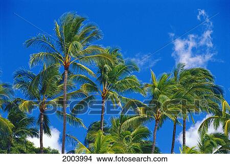 Picture - Hawaii, Oahu, Many Tops Of Tall Palm Trees Against Blue Sky With Wispy Clouds, Tropical. Fotosearch