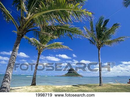 Hawaii, Oahu, Mokoli'i Island (Chinaman Hat) Palm Trees, Beach View Large Photo Image Stock Photo - Hawaii, Oahu, Mokoli'i Island (Chinaman Hat) Palm Trees, Beach. Fotosearch