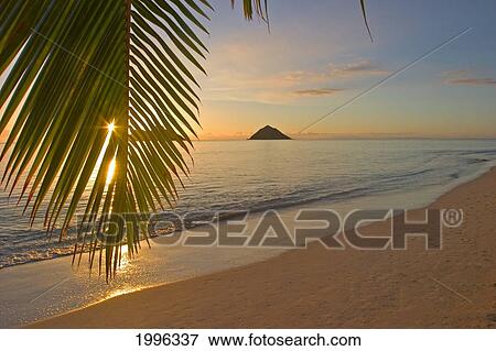 Stock Photo - Hawaii, Oahu, Mokulua Islands, Golden Sunrise At Lanikai Beach, Palm Branch. Fotosearch