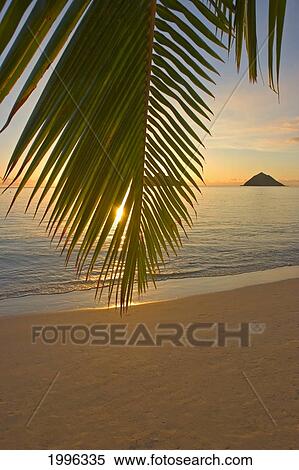 Hawaii, Oahu, Mokulua Islands, Golden Sunrise At Lanikai Beach, Palm Branch View Large Photo Image Stock Photography - Hawaii, Oahu, Mokulua Islands, Golden Sunrise At Lanikai Beach, Palm Branch. Fotosearch