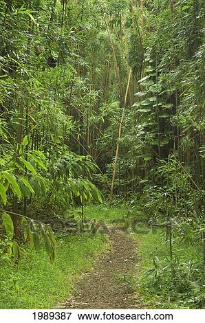 Hawaii, Oahu, Mt Tantalus Trail System, Moleka Trail Through Bamboo Forest. View Large Photo Image Stock Photo - Hawaii, Oahu, Mt Tantalus Trail System, Moleka Trail Through Bamboo Forest.. Fotosearch