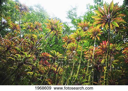 Stock Photo - Hawaii, Oahu, Multi Color Red Ti Leaf Ki Plants (Cordiyline Fruticosa) In A Lush Garden. Fotosearch