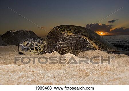 Stock Photo - Hawaii, Oahu, North Shore, A Green Sea Turtle (Chelonia Mydas) On The Beach At Sunset.. Fotosearch