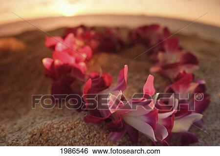 Stock Photograph - Hawaii, Oahu, North Shore, Close-Up Of Pink Orchid Lei Resting On Wet Sand On The Beach At Sunset.. Fotosearch