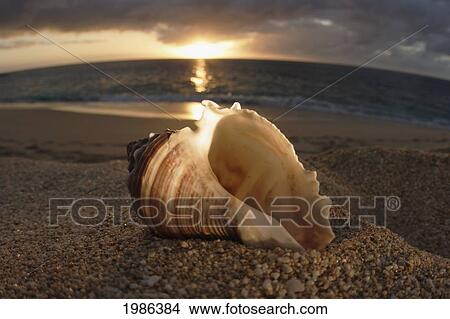 Picture - Hawaii, Oahu, North Shore, Conch Shell Laying In The Sand With Sun Setting Behind It.. Fotosearch