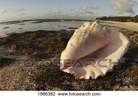 Stock Image - Hawaii, Oahu, North Shore, Conch Shell Laying On The Rocky Shore By A White Sand Beach.. Fotosearch