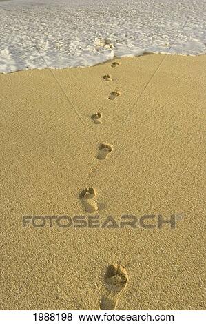 Stock Photo - Hawaii, Oahu, North Shore, Footprints In The Sand Leading Into The Ocean, Golden Light. Fotosearch