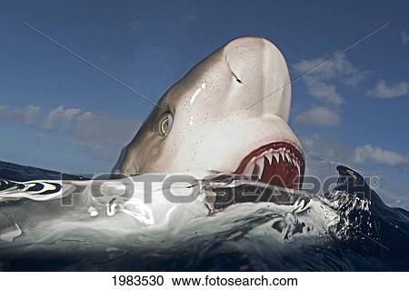 Stock Image - Hawaii, Oahu, North Shore, Galapagos Shark Showing Teeth At Surface.. Fotosearch