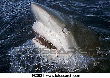 Hawaii, Oahu, North Shore, Galapagos Shark Showing Teeth At Surface. View Large Photo Image Stock Image - Hawaii, Oahu, North Shore, Galapagos Shark Showing Teeth At Surface.. Fotosearch
