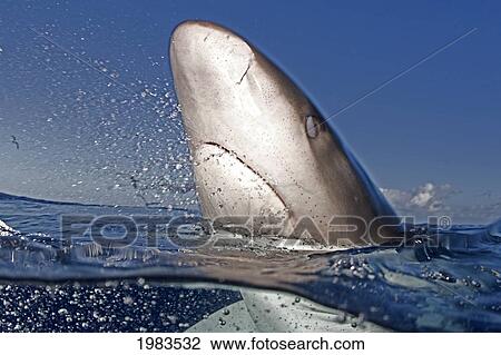 Stock Image - Hawaii, Oahu, North Shore, Galapagos Shark At The Surface.. Fotosearch