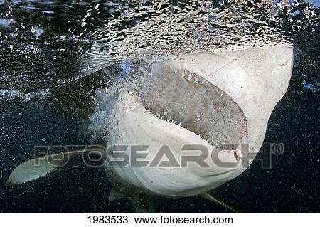 Stock Image - Hawaii, Oahu, North Shore, Galapagos Shark Showing Teeth At Surface.. Fotosearch