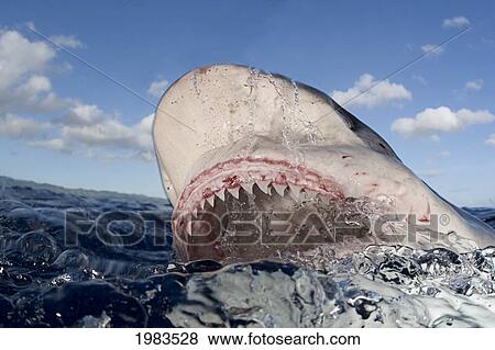 Stock Photo - Hawaii, Oahu, North Shore, Galapagos Shark Showing Teeth At Surface.. Fotosearch
