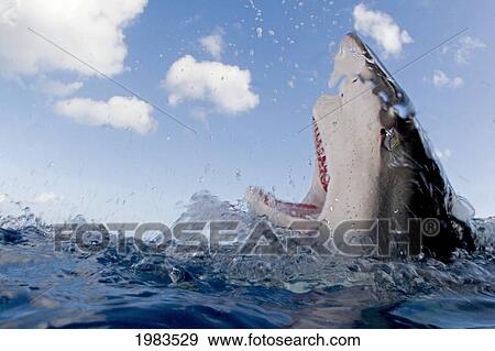 Stock Photo - Hawaii, Oahu, North Shore, Galapagos Shark Showing Teeth At Surface.. Fotosearch