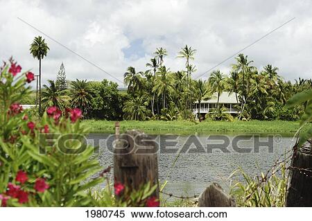 Stock Photography - Hawaii, Oahu, North Shore, Haleiwa, Tropical Landscape With House On River.. Fotosearch