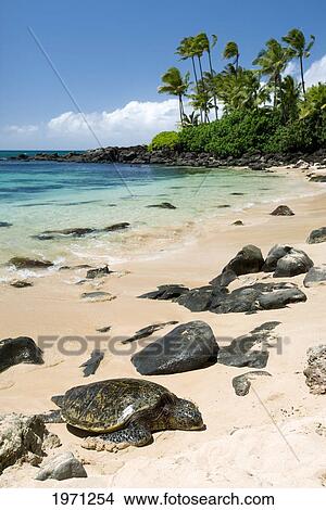 Hawaii Oahu North S Laniakea Beach Green Sea Turtle Hawaii Oahu North S Laniakea