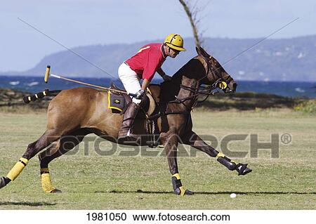 Hawaii, Oahu, North Shore, Man On Horseback Playing Polo On Oceanside Fields. No Model Release View Large Photo Image Stock Image - Hawaii, Oahu, North Shore, Man On Horseback Playing Polo On Oceanside Fields. No Model Release. Fotosearch