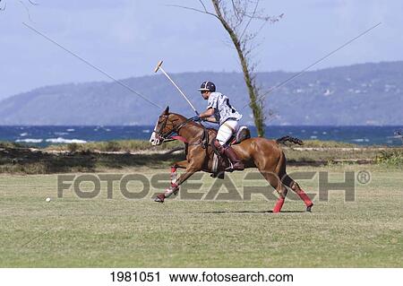 Hawaii, Oahu, North Shore, Man On Horseback Playing Polo On Oceanside Fields. No Model Release View Large Photo Image Stock Image - Hawaii, Oahu, North Shore, Man On Horseback Playing Polo On Oceanside Fields. No Model Release. Fotosearch