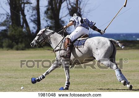 Stock Photo - Hawaii, Oahu, North Shore, Man On Horseback Playing Polo On Oceanside Fields. No Model Release. Fotosearch