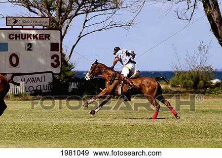 Hawaii, Oahu, North Shore, Man On Horseback Playing Polo On Oceanside Fields, Scoreboard In Background. No Model Release View Large Photo Image Stock Photo - Hawaii, Oahu, North Shore, Man On Horseback Playing Polo On Oceanside Fields, Scoreboard In Background. No Model Release. Fotosearch