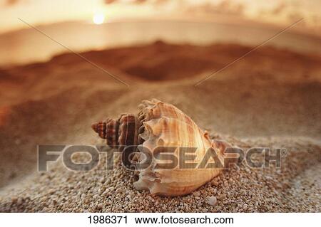 Stock Image - Hawaii, Oahu, North Shore, Seashell Laying In The Sand With Sun Setting Behind It.. Fotosearch