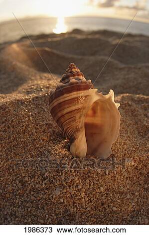 Hawaii, Oahu, North Shore, Seashell Stuck In The Sand With Sun Setting Behind It. View Large Photo Image Stock Image - Hawaii, Oahu, North Shore, Seashell Stuck In The Sand With Sun Setting Behind It.. Fotosearch