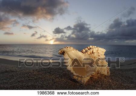 Hawaii, Oahu, North Shore, Seashell Laying In The Sand With Sun Setting Behind It. View Large Photo Image Stock Photo - Hawaii, Oahu, North Shore, Seashell Laying In The Sand With Sun Setting Behind It.. Fotosearch