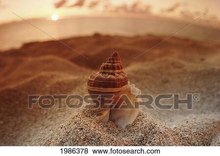 Stock Photo - Hawaii, Oahu, North Shore, Seashell Stuck In The Sand With Sun Setting Behind It.. Fotosearch