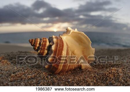 Stock Photo - Hawaii, Oahu, North Shore, Seashell Laying In The Sand With Sun Setting Behind It.. Fotosearch