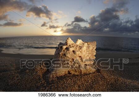 Stock Photograph - Hawaii, Oahu, North Shore, Seashell Laying In The Sand With Sun Setting Behind It.. Fotosearch