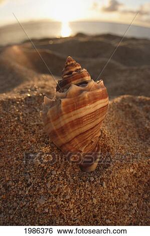 Stock Photograph - Hawaii, Oahu, North Shore, Seashell Stuck In The Sand With Sun Setting Behind It.. Fotosearch