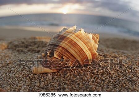 Stock Photography - Hawaii, Oahu, North Shore, Seashell Laying In The Sand With Sun Setting Behind It.. Fotosearch