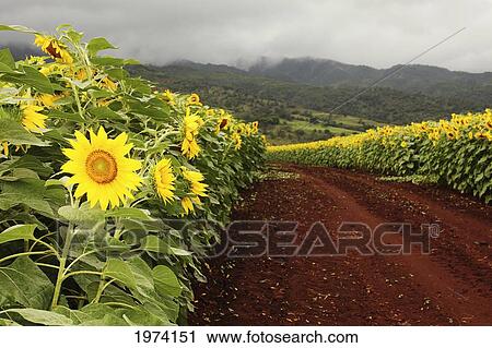 Stock Image - Hawaii, Oahu, North Shore, Sunflower Field.. Fotosearch