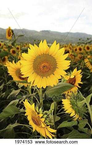 Stock Image - Hawaii, Oahu, North Shore, Sunflower Field.. Fotosearch