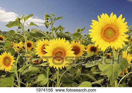 Hawaii, Oahu, North Shore, Sunflower Field. View Large Photo Image Stock Photograph - Hawaii, Oahu, North Shore, Sunflower Field.. Fotosearch